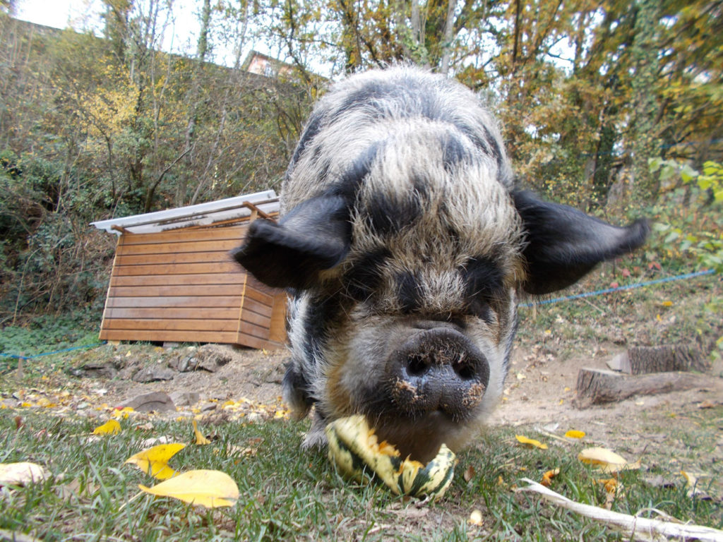 cochon du jardin